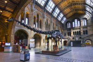 natural history museum london متحف التاريخ الطبيعي لندن